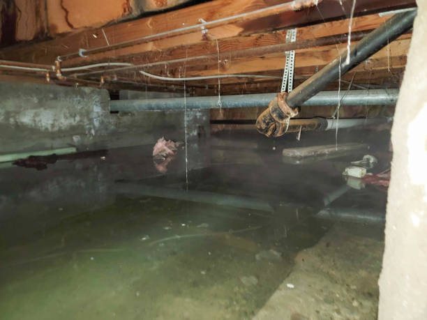 Best Mold removal after water damage  in Laurel, FL