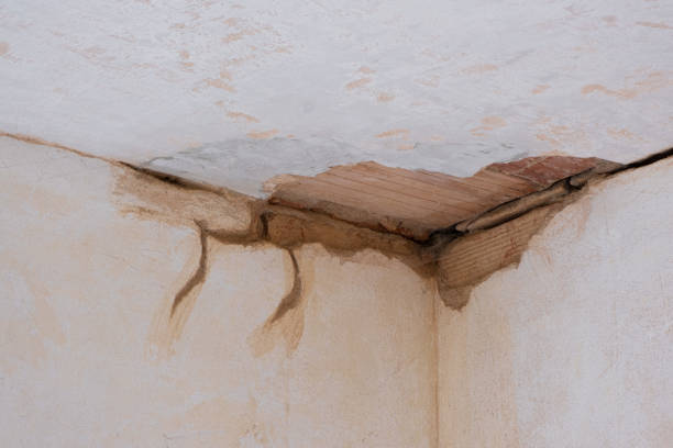 Best Water damage mitigation services  in Laurel, FL